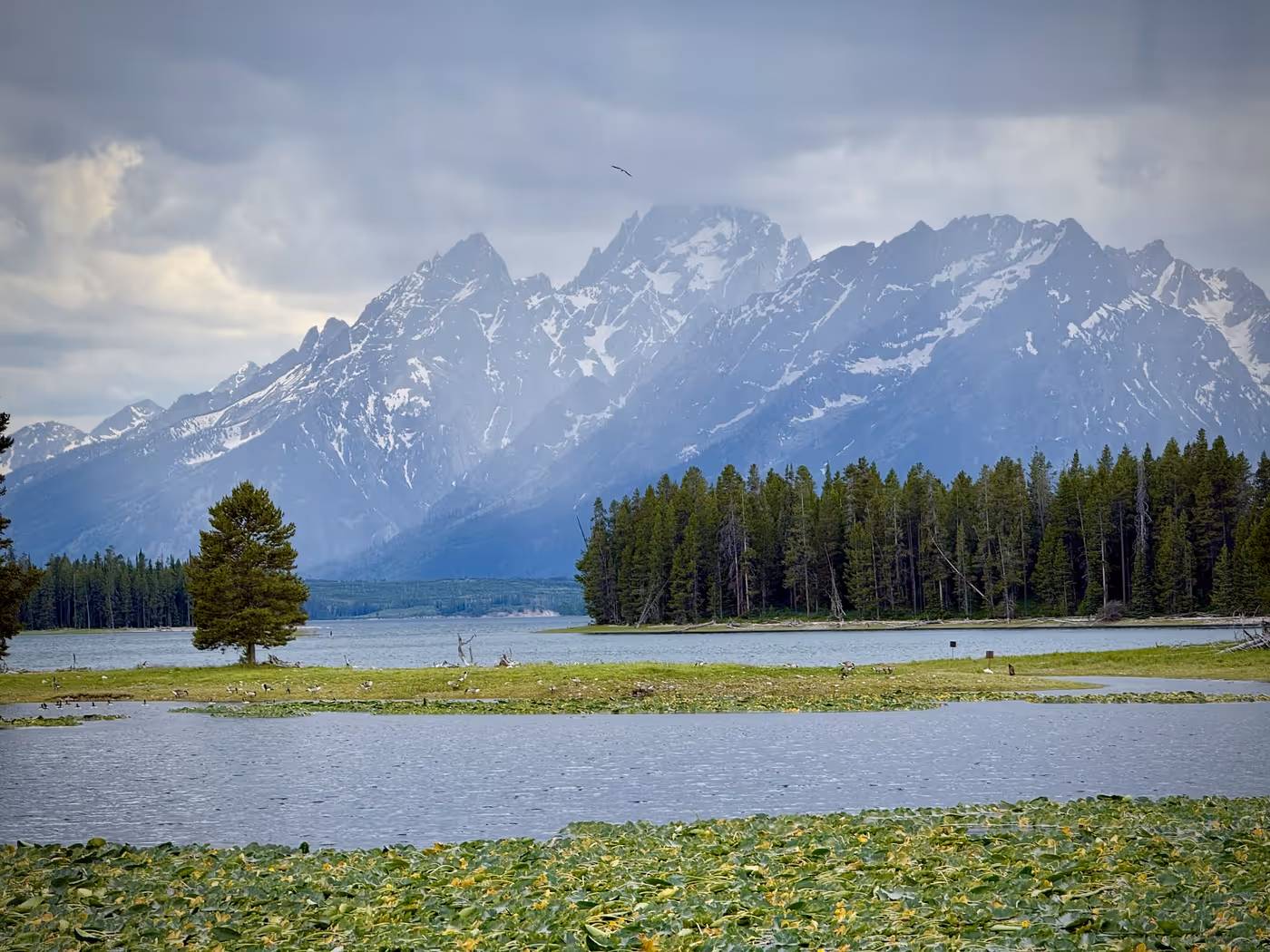 A pond with the jagged Teton range on the horizon beyond the treeline.