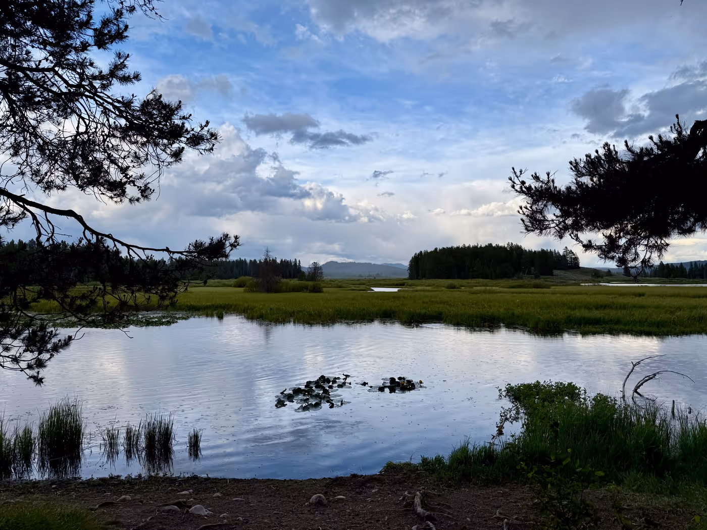 A marshy pond edge with reeds and reflected clouds.