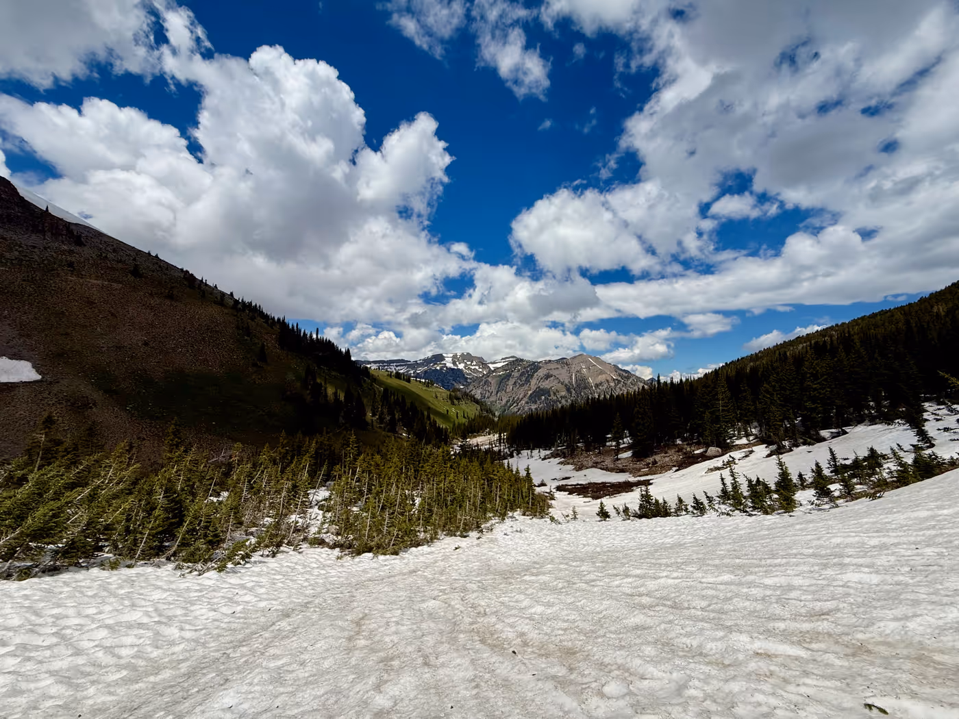 A broad snow-covered slope with scattered pines and distant ridgelines.