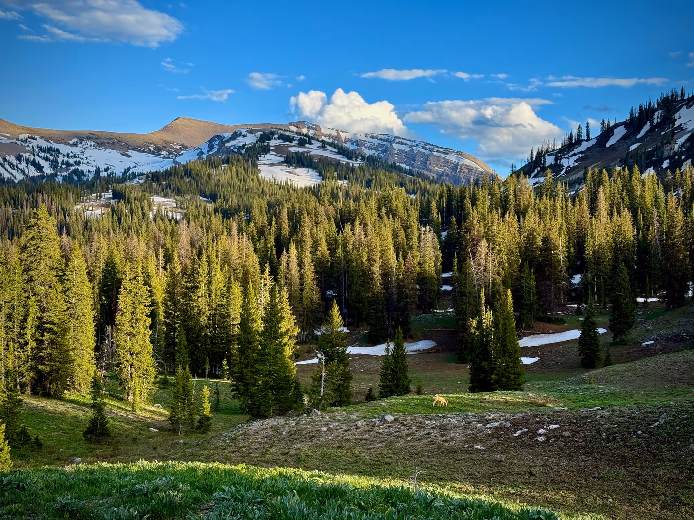 An evening mountain view with a mule deer lying in the meadow grass.