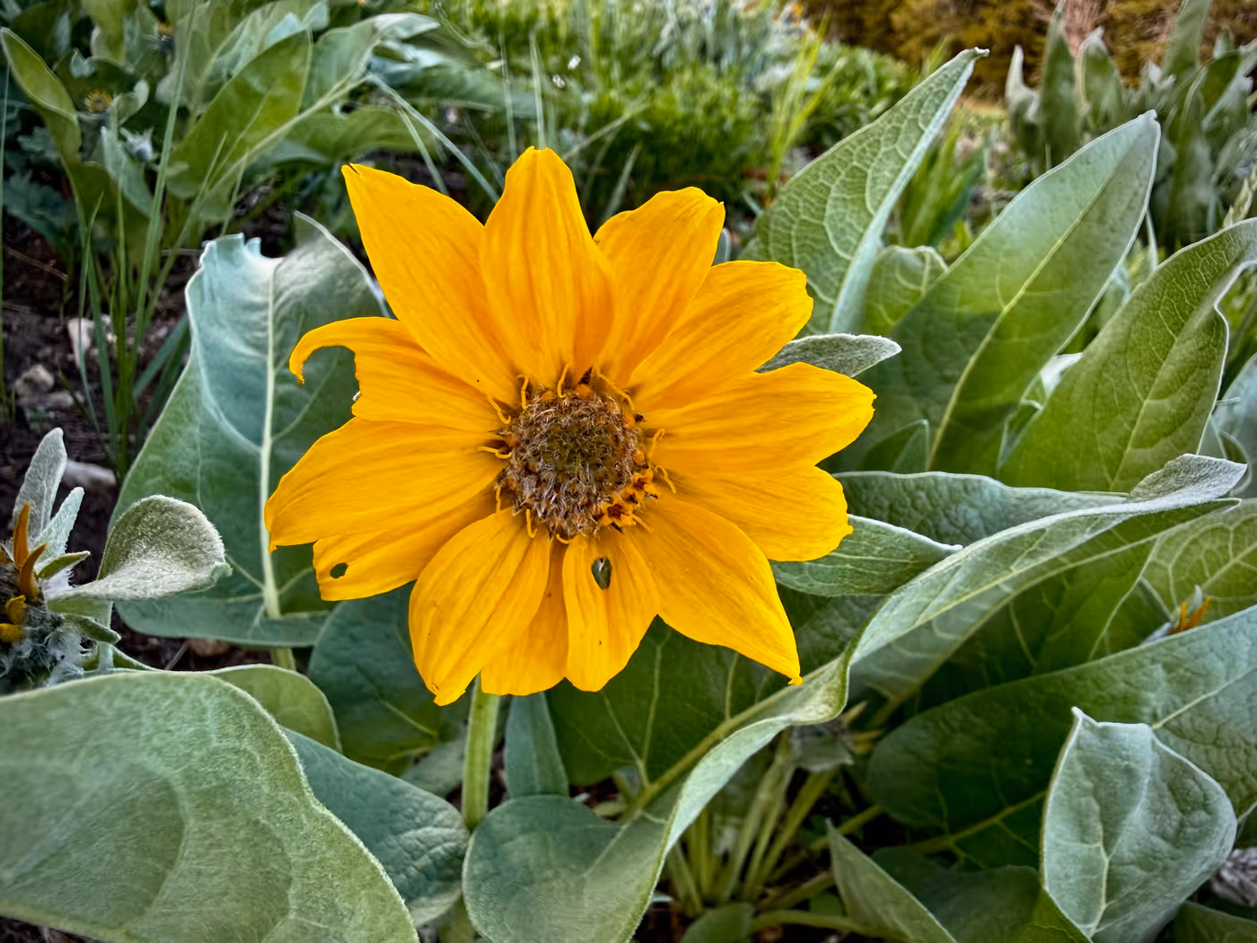 A meadow of yellow arrowleaf balsamroot wildflowers.