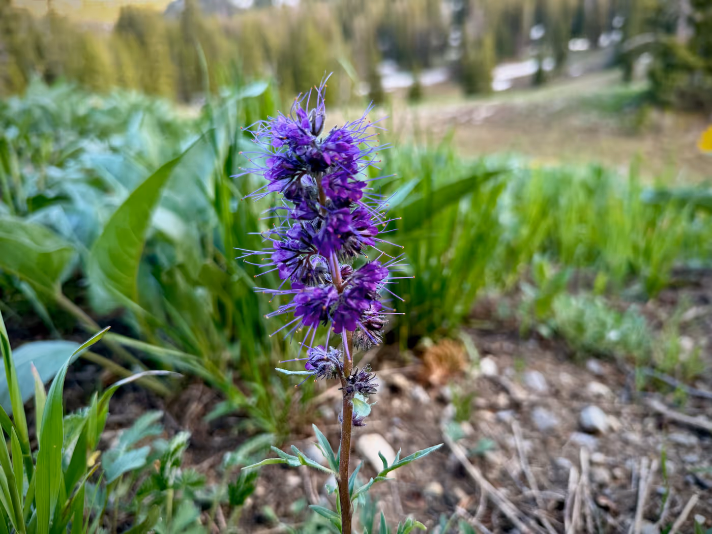 Close-up of a violet-pink fireweed flower.