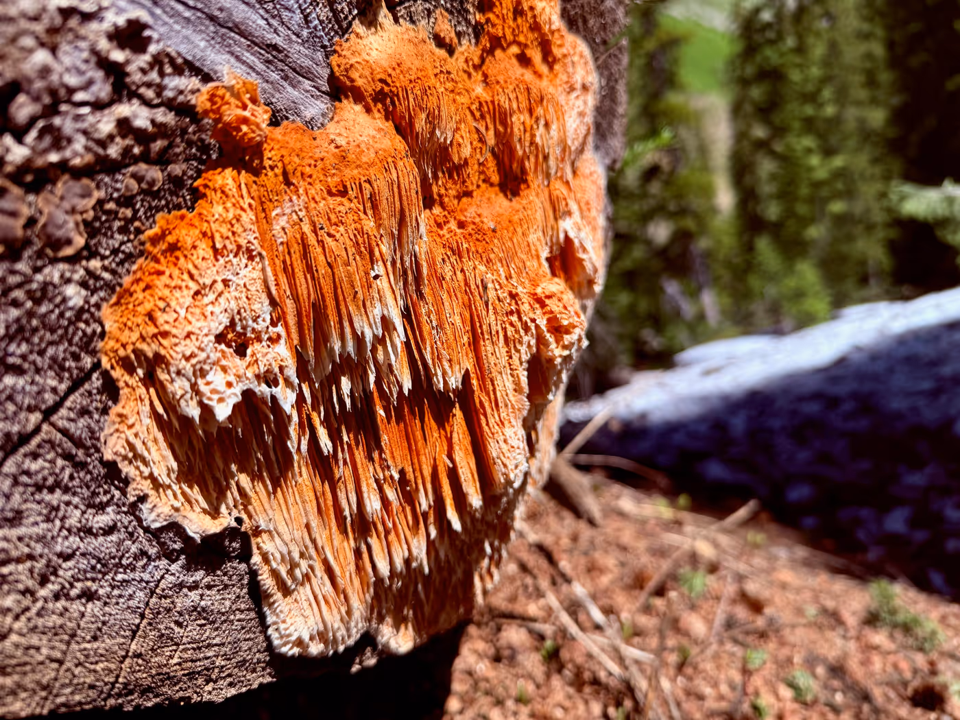 Vivid orange bracket fungus growing on wood.