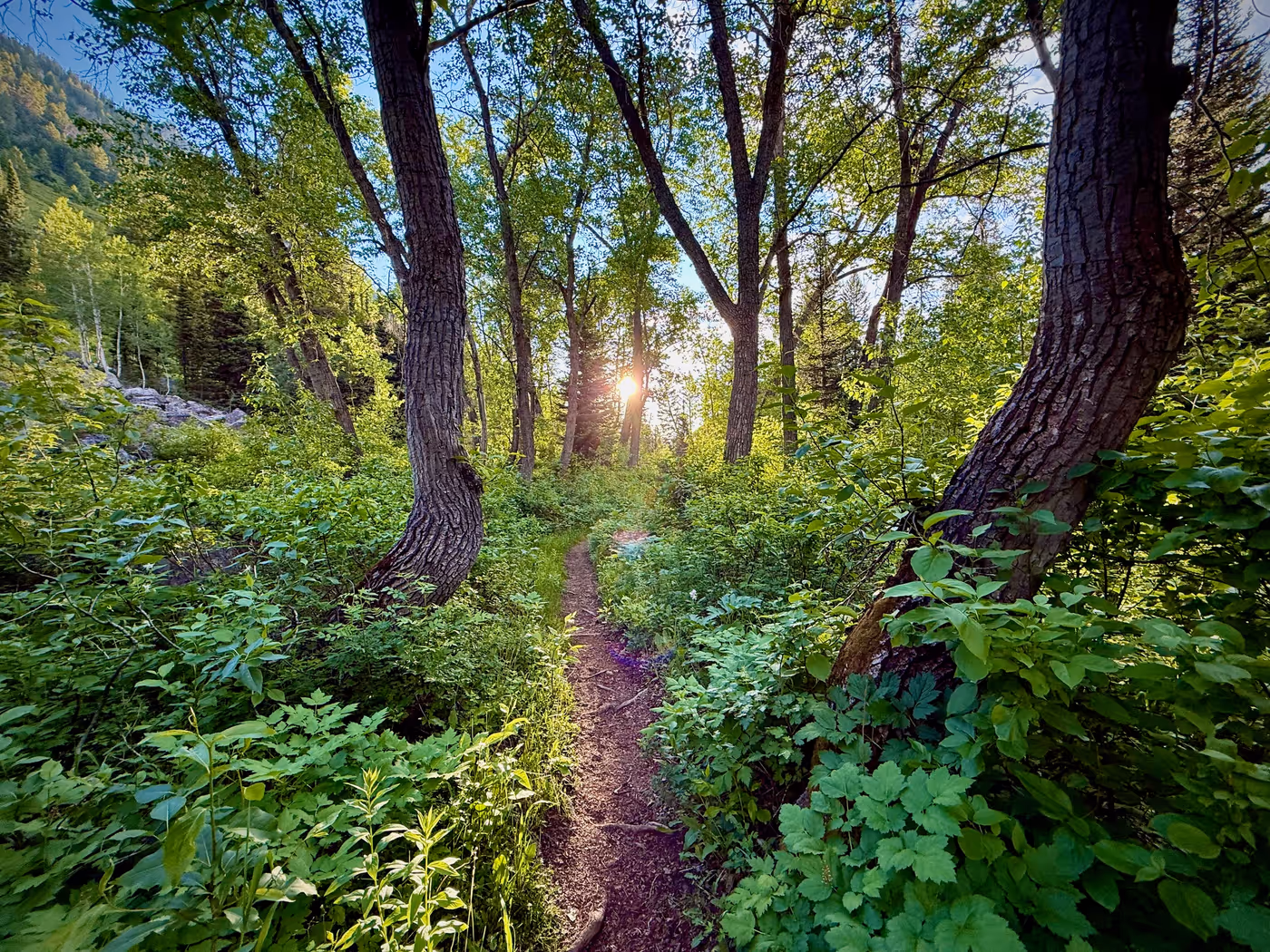 A singletrack trail through alpine meadow and pines.