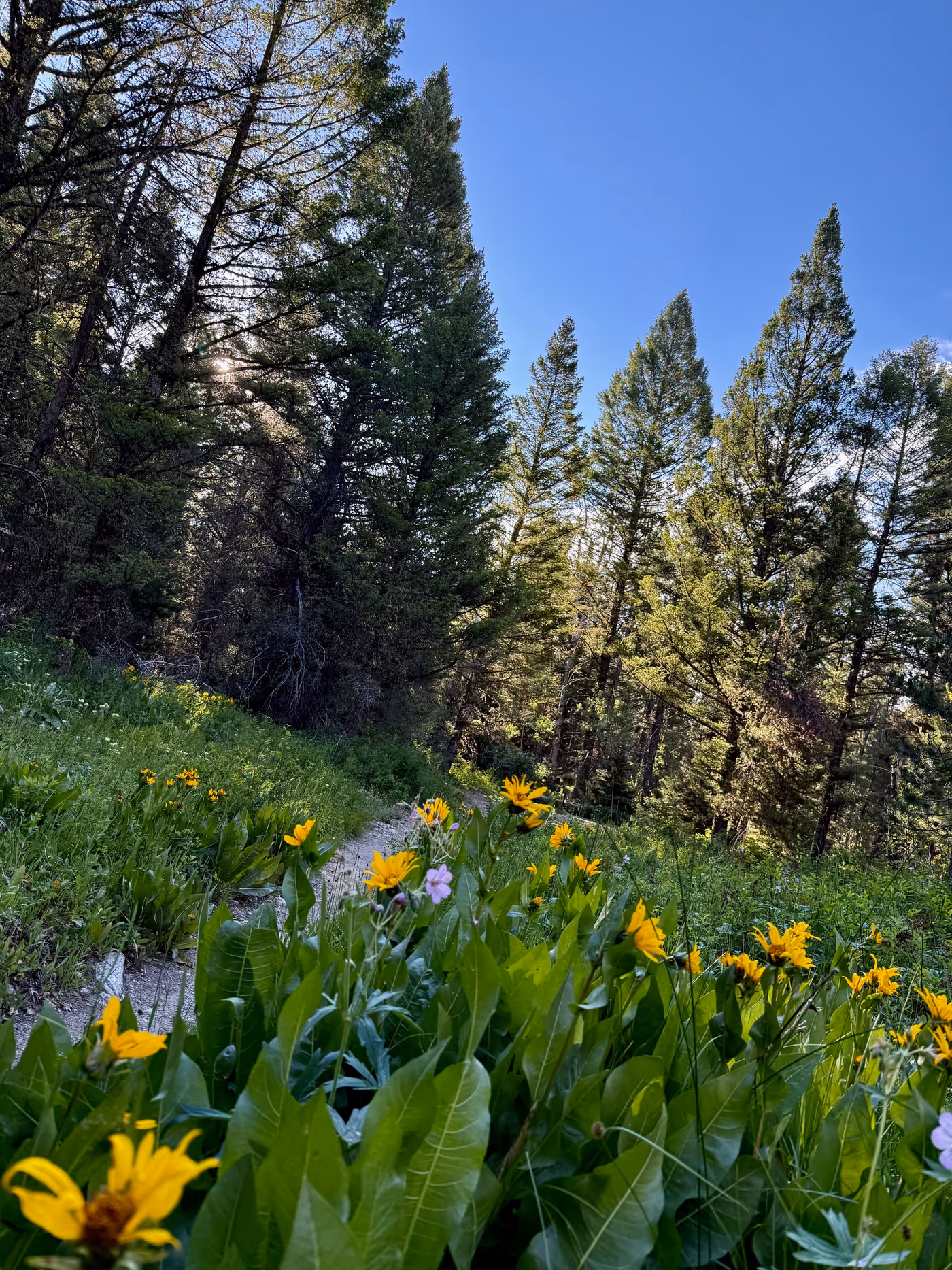 A narrow dirt trail winding through yellow arrowleaf balsamroot and pink geraniums, backlit firs against a clear morning sky.