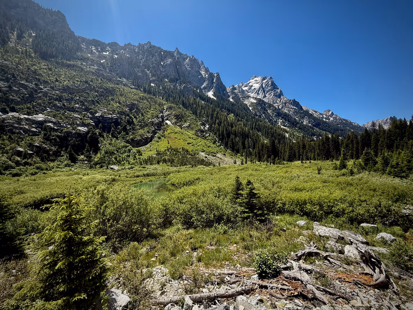 A green willow meadow with a small pond below craggy snow-patched peaks; the moose are barely visible as dark shapes in the brush.