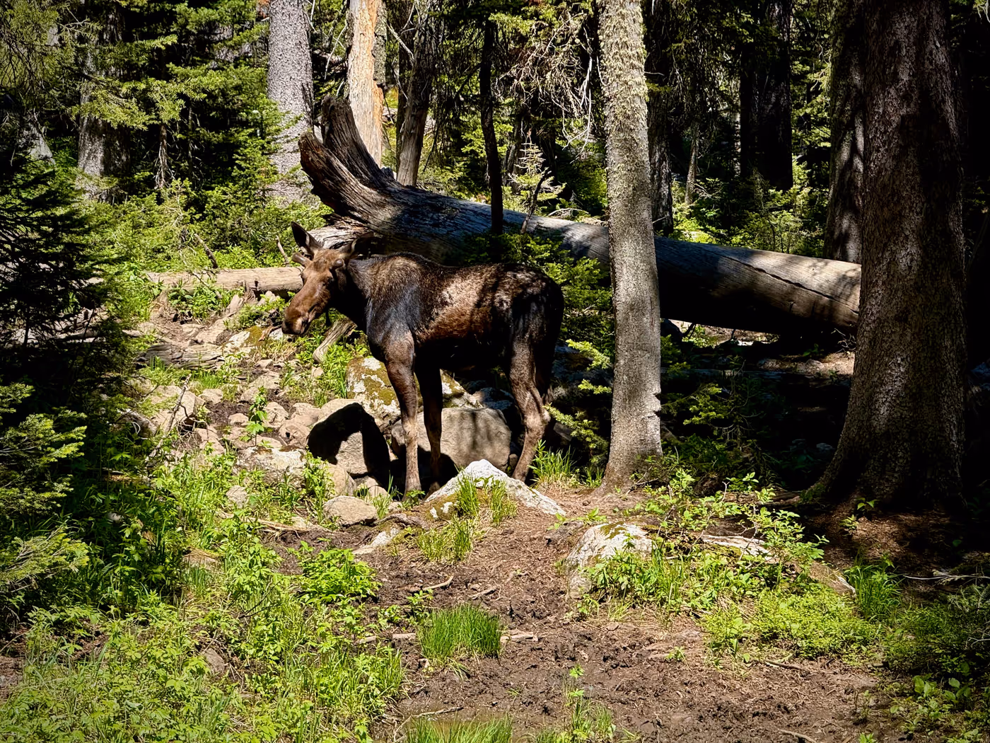 A shaggy moose standing among lodgepole pine trunks in dappled forest shade, downed logs behind it.