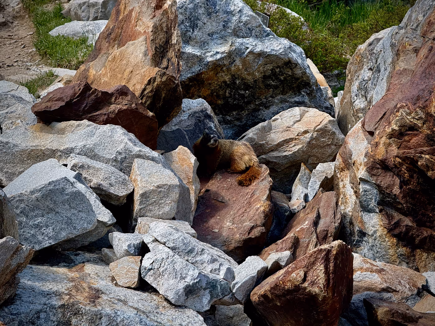 A yellow-bellied marmot draped over a reddish boulder in a jumble of granite talus.