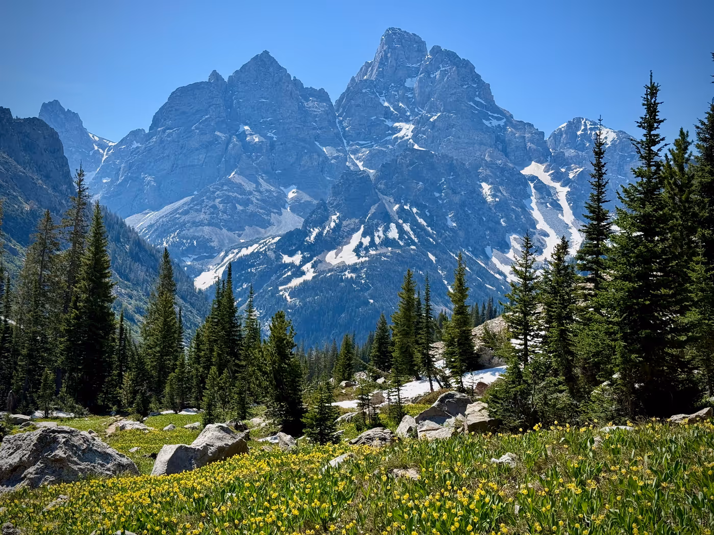 A wildflower meadow on a mountainside with a trail.