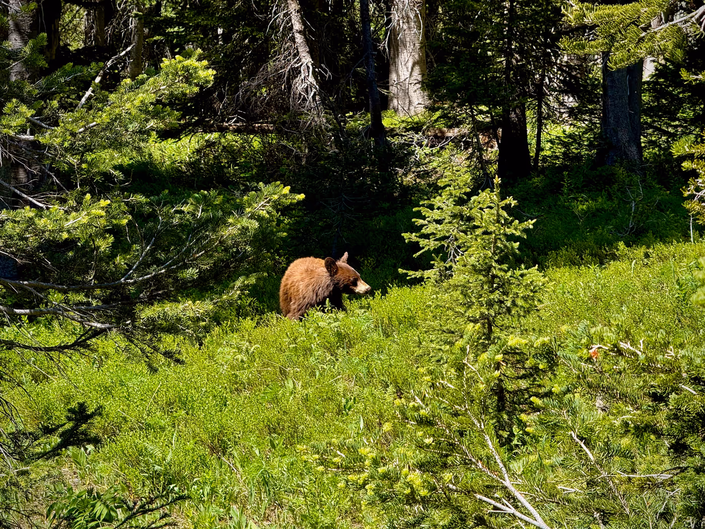 A cinnamon-brown bear grazing in tall meadow grass among young firs, head down.
