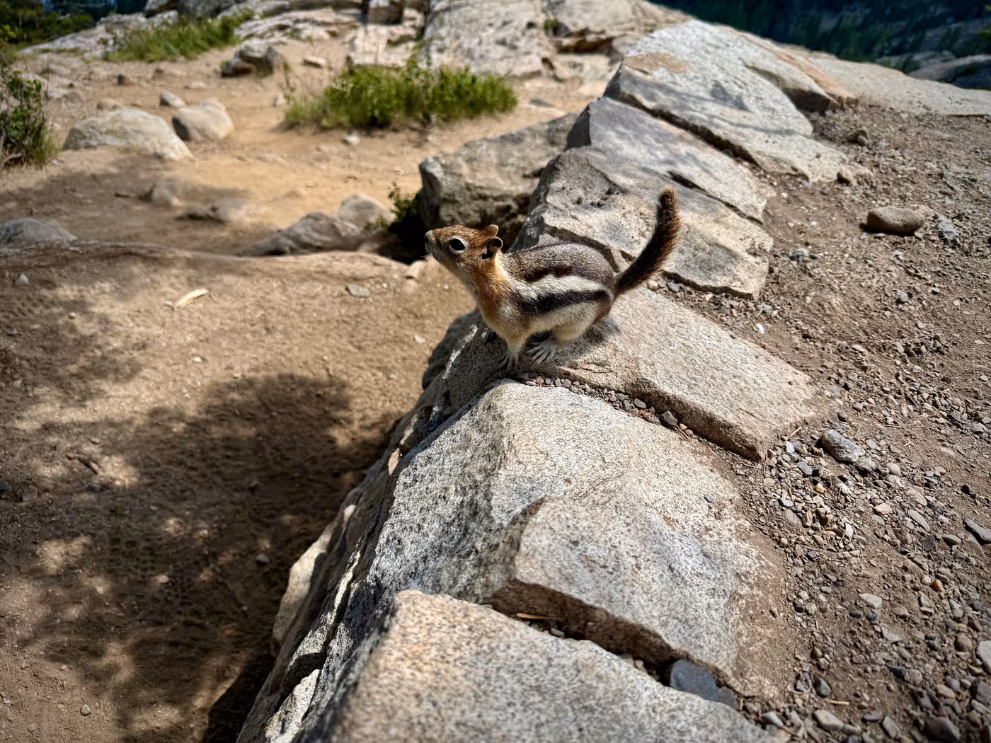 A golden-mantled ground squirrel perched on the edge of a stone trail wall, striped back and raised tail in focus.