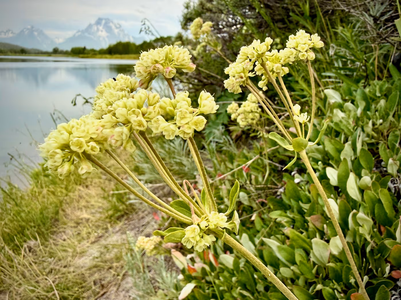 A wildflower with a river bend and mountain in the background.