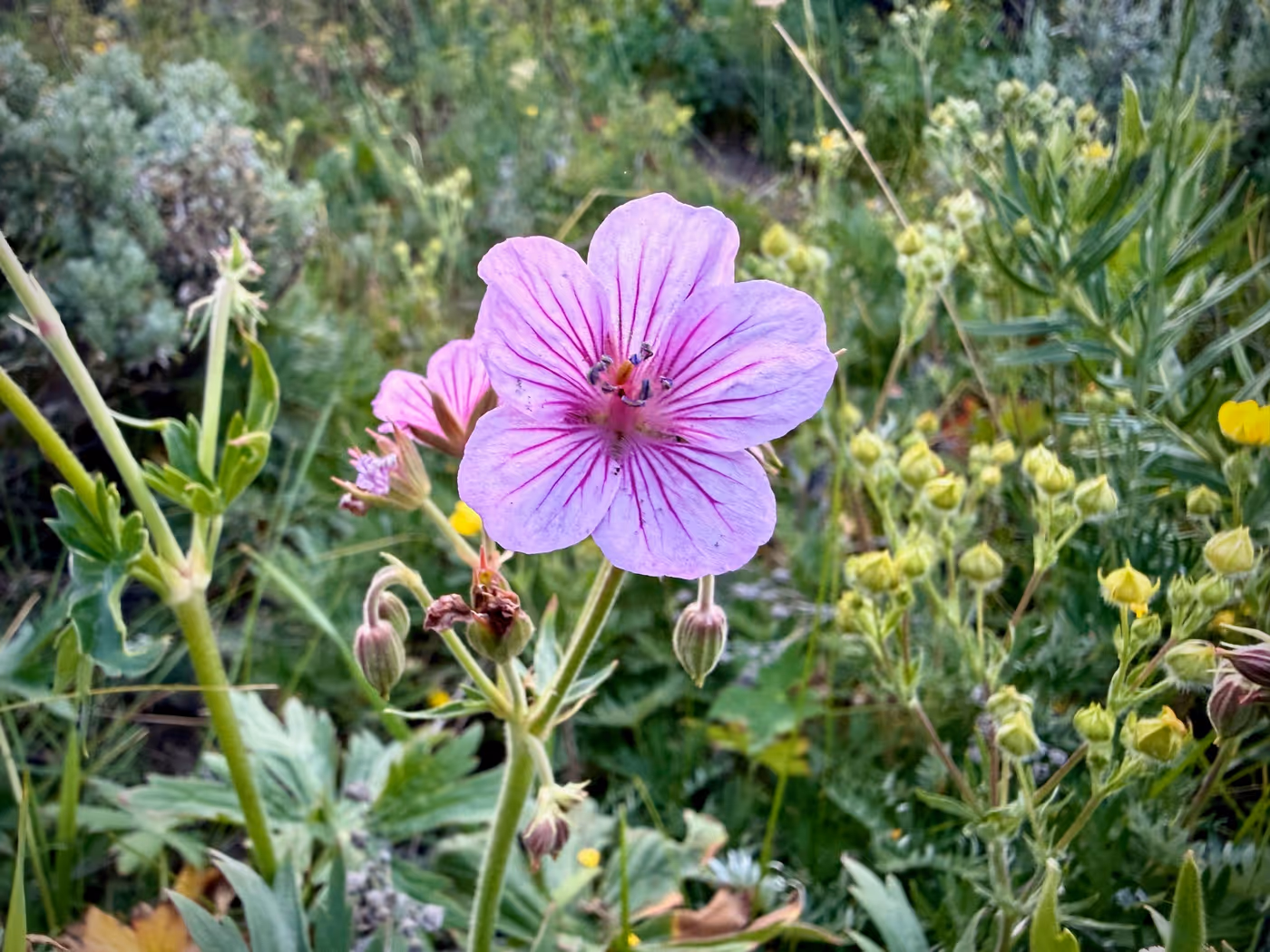 Close-up of a purple sticky geranium flower.