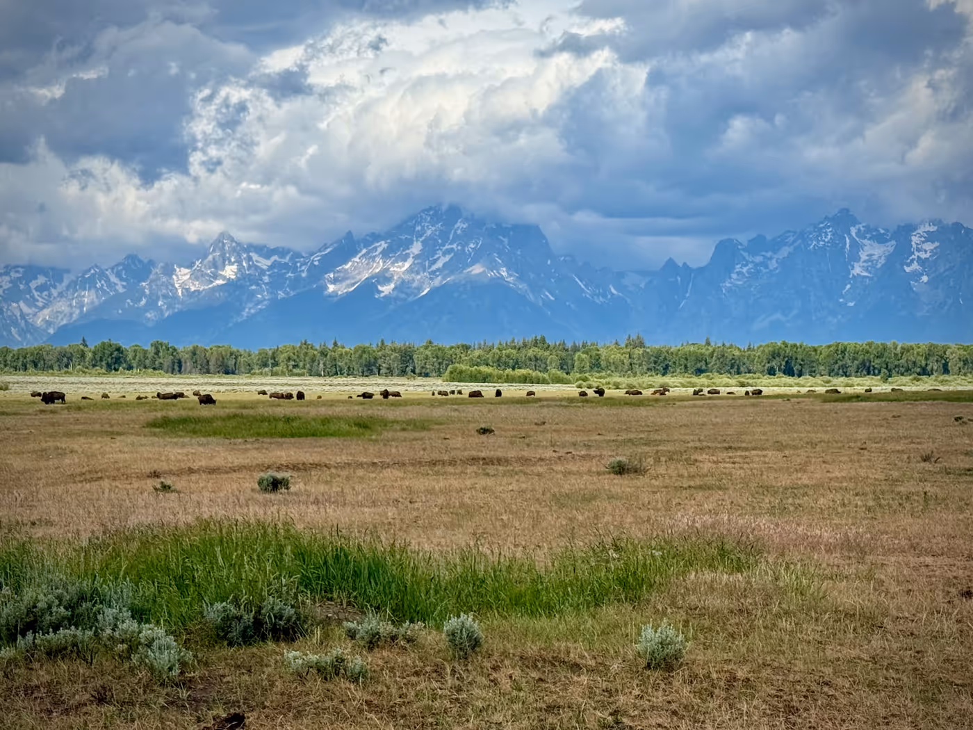 Bison grazing on open plains with mountains behind.